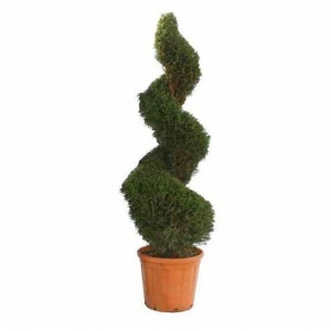 Cupressus spiral